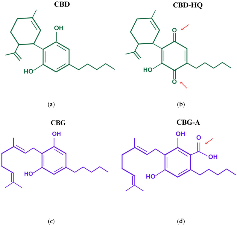 Structural formulas: (a) CBD, (b) CBD-HQ, (c) CBG, and (d) CBG-A The red arrows highlight the functional groups responsible for enhancing the antioxidant effect.