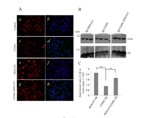CB2 stimulation modulates microglial phagocytic function. A, Mouse primary microglial cells were seeded in 6-well tissue culture plates with glass inserts (5 × 105cells/well) and treated with 3 μM Cy3™-Aβ1–42 in the absence (a and b; Control) or presence of either CD40L protein (c and d 2.5 μg/mL) or JWH-015 (e and f; 5 μM), or both JWH-015 and CD40L protein (g and h). After 3 hr these cells were washed and fixed (see Materials and Methods). Subsequently, immunofluorescence microscopy examination was performed using a 40 X objective with appropriate filter selection. The darkfield images a, c, e, and g show the fluorescence of Cy3™ labeled Aβ1–42 whereas, b, d, f, and h show only the DAPI nuclear stain of the same fields. B, In parallel experiments, under the same treatment conditions, microglial cell lysates were prepared for Western immunoblotting analysis (see Materials and methods) of cell-associated Aβ1–42 using anti-Aβ antibody (BAM-10, Sigma). C, Aβ mean band densities are graphically represented as ratios to β-actin +/- SD (n = 3 for each condition). ANOVA revealed significant between-group differences (JWH-015/Aβ versus CD40L/Aβ and Aβ/CD40L versus JWH-015/CD40L/Aβ; ** p < 0.005), and post hoc testing showed significant differences between CD40L/Aβ and JWH-015/CD40L/Aβ (** p < 0.005).