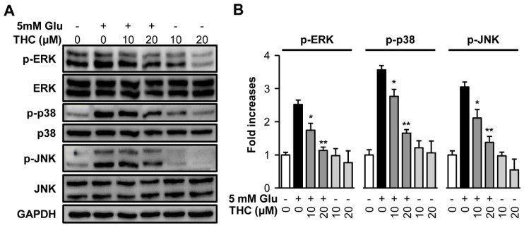 THC blocked phosphorylation of mitogen-activated protein kinases (MAPKs) induced by glutamate in HT22 cells. (A) HT22 cells were treated with 5 mM glutamate with or without 10 or 20 µM THC for 8 h. Western blot analysis were performed with specific antibodies for p38, p-p38, ERK, p-ERK, JNK, p-JNK, and GAPDH. (B) Immunoreactive bands were quantitatively determined using ImageJ software. The bars denote the fold increases compared with control (mean ± S.E.M, * p < 0.05 and ** p < 0.001 compared to glutamate-treated cells).