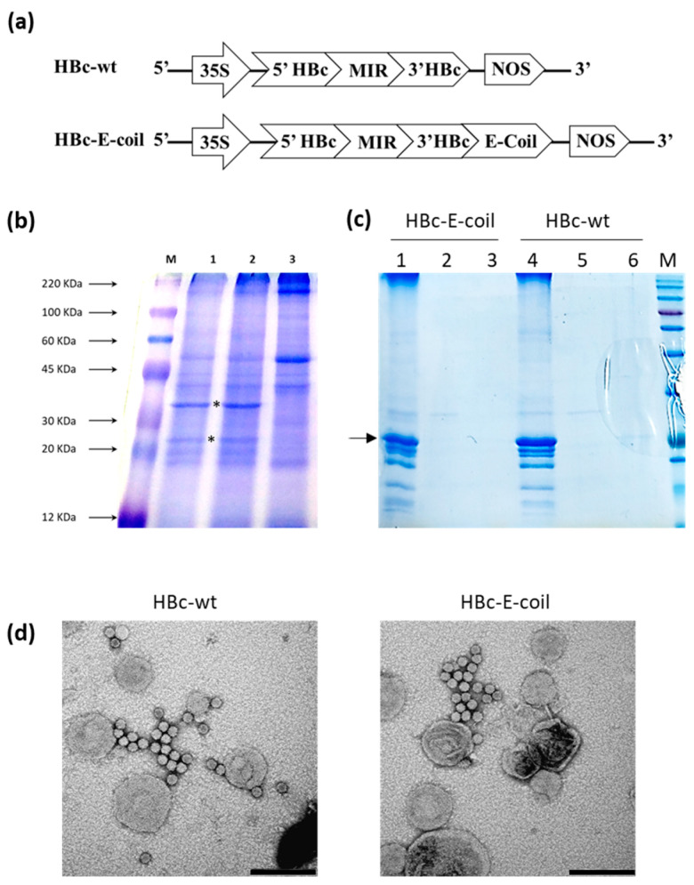 Production of HBc-wt and HBc-E-coil VLPs in plants. (a) Schematic diagram of genetic constructs: 35S, 35S CaMV promoter; NOS, terminator sequence from A. tumefaciens nopaline synthase gene; 5′ HBc: module encoding the 5′ region of HBc; MIR: module encoding the MIR region; 3′ HBc: module encoding the 3′ region of HBc; E-coil: module encoding for the E-coil peptide; (b) Coomassie-stained SDS-PAGE of total soluble proteins (TSP) extracted from plants agroinfiltrated with HBc-wt (1), HBc-E-coil (2), and p19 (negative control) (3) constructs; M, Color burst marker; 40 micrograms of TSP have been loaded for each sample; black asterisks indicate more intense differential bands compared to the control; (c) Coomassie-stained SDS-PAGE of purified VLPs: 1 and 4, a resuspended pellet of sucrose cushion; 2 and 5, sample loaded on the sucrose cushion and not entered in the cushion; 3 and 6, wash of the tube; M, Broad Range Prestained Protein Marker; arrow indicates the monomeric purified HBc subunit; (d) Transmission Electron Microscopy images of HBc-wt and HBc-E-coil purified VLPs. Bars represent 200 nm.