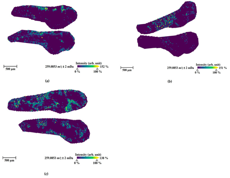 MALDI-MS images of the most abundant metabolite M1 (amide hydrolysis form, sodium adduct, m/z 259.0853) in zebrafish larvae at 4 days post-fertilization (dpf) exposed by 4F-MDMB-BINACA for 1 h at 28 °C through direct administration routes via microinjection into the caudal vein (a), heart ventricle (b), and hindbrain (c). The presented sections originated from one representative larva per condition. The images were generated by preparing a colormap from blue (no detection) to yellow (high local concentration), and images were further processed in 96 dpi resolution with 24 bit color under no denoising state. Each panel shows two different slices of the same specimen.