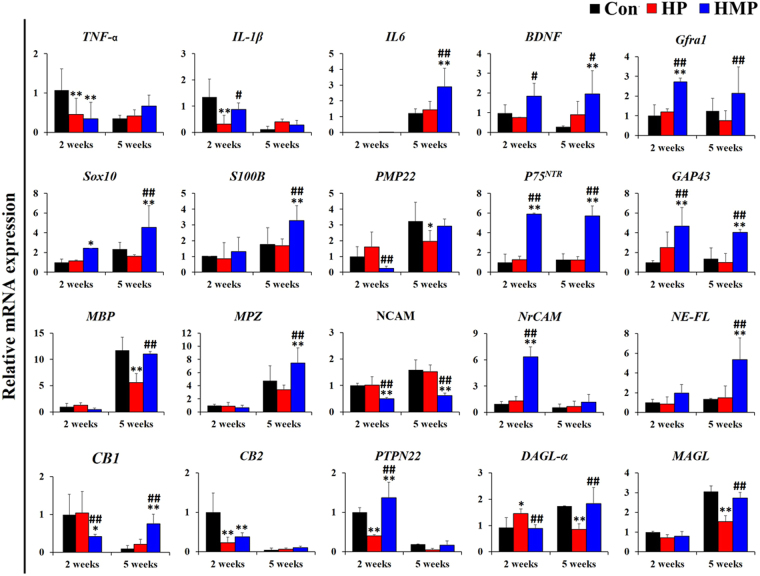 Analysis of gene expression in the experimental groups at 2 and 5 weeks post-implantation. Real-time PCR was used to analyze mRNA expression level in the experimental group (Con – Black, HP – Red, HMP – Blue) (n = 3 per each group and each time point). Primers were categorized as neuroinflammation-, neurotrophic factors-, Schwann cell phenotype-, myelination-, adhesion and axonal cytoskeleton- and the endocannabinoid system. Results were expressed as mean ± SD from triplicate of experiments. *Compared to Con; #Compared to HP; *, # p < 0.05, **, ## p < 0.01; One-Way ANOVA analysis.