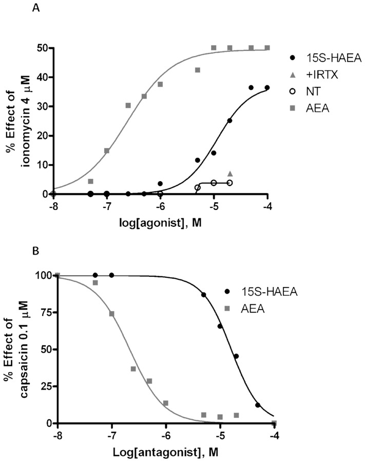 Effect of anandamide (squares) and 15(S)-hydroxy-anandamide (15S-HAEA) (filled circles) on intracellular Ca2+ elevation in HEK-293 cells overexpressing the rat recombinant TRPV1 channel (A).The effect of 5 min pre-incubation with the TRPV1 antagonist iodo-resiniferatoxin (I-RTX) (triangle), tested against 2 µM 15S-HAEA, and the effect of 15S-HAEA in wild-type HEK293 (i.e. not transfected with the TRPV1 construct, NT) are also shown. Desensitization, by 5 min pre-incubation with anandamide (squares) or15(S)-hydroxy-anandamide (15S-HAEA) (filled circles), of capsaicin (0.1 µM)-induced Ca2+ elevation in HEK-293 cells overexpressing the rat recombinant TRPV1 channel (B). In (A) data are expressed as % of the effect of ionomycin (4 µM, ‘maximal response’), and in (B) as % of the effect of capsaicin (0.1 µM). Data are means of n = 3 separate determinations. Standard error bars are not shown for the safe of clarity and were never higher than 10% of the means.