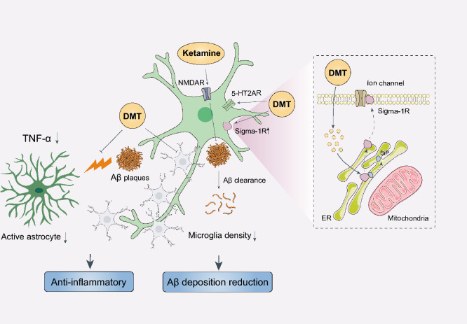 Schematic of the beneficial effects of psychedelics and ketamine. Most psychedelics such as DMT have a high affinity to 5-HT1/2R, especially the 5-HT2AR. In addition, DMT can reduce Aβ-induced neuroinflammation through sigma-1 receptors. Higher concentrations of DMT inhibit voltage-sensitive ion channels by triggering the transfer of sigma-1 receptors from the mitochondria-associated endoplasmic reticulum to the plasma membrane. Ketamine exerts anti-inflammatory and neuroprotective effects by acting on NMDAR