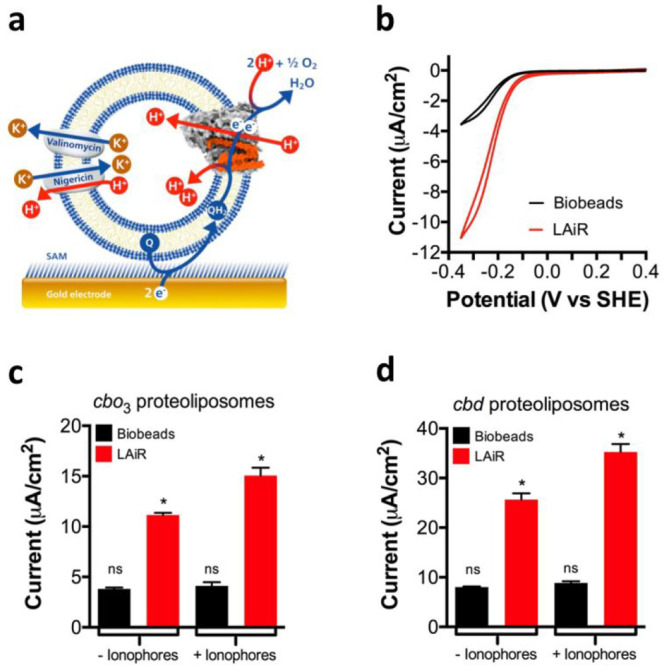 |LAiR visualizes control of membrane-based IMP activity by the proton motive force. a, Scheme showing the experimental setup used to study electron transfer by LAiR-inserted cbo3 in the presence of a membrane-bound quinone. Proteoliposomes containing cbo3 are immobilized via a 6-mercaptohexanol self-assembled monolayer (SAM) onto an electrode. The electrode feeds in electrons that reduce a membrane-bound quinone to quinol at the reduction potential of the poly isoprenoid ubiquinone-10 (UQ10). The proton motive force generated by cbo3 can be dissipated by two ionophores, the potassium channel valinomycin together with the H+/K+ antiporter nigericin. b, Cyclic voltammetry with the immobilized cbo3 proteoliposomes, showing a comparison of electron transfer activity between LAiR (red curve) and Bio-beads/DDM based reintegration (black curve). c, Impact of the proton motive force on electrochemically detected oxygen consumption activity by cytochrome bo3 (cbo3) proteoliposomes. d, Impact of the proton motive force on electrochemically detected oxygen consumption activity by cytochrome bd (cbd) proteoliposomes. For each experiment 3 biological replicates were used. Shown are either representative results (b) or average values with standard deviation shown (c,d); p = <0.021 (c) and <0.028 (d) between LAiR samples ± ionophore addition.
