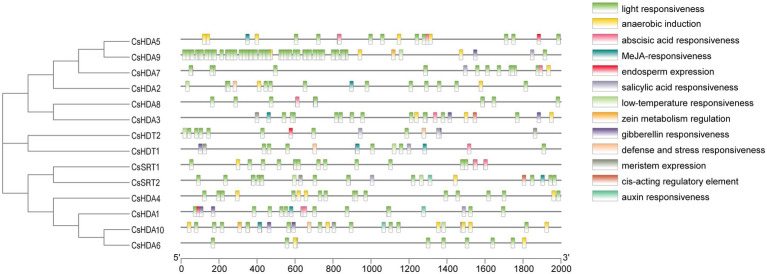 CIS-acting elements of the CsHDAC genes.