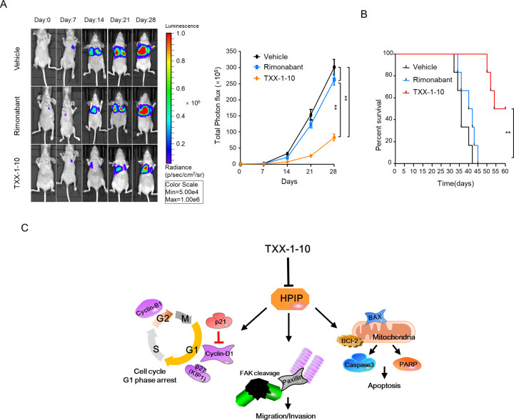 TXX-1-10 represses breast tumor metastasis in vivo.A Bioluminescent MDA-MB-231 cells were tail vein injected into BALB/c mice. Mice were treated with vehicle control, rimonabant (30 mg/kg) or TXX-1-10 (30 mg/kg) as indicated. Representative images were taken at the 0, 7th, 14th, and 21st day, respectively (left panel). Histograms show the quantification of metastatic cells in the whole body determined by bioluminescence analysis (right panel) (n = 6 per group). B Survival rates of nude mice treated as in A were shown (n = 6 per group). C Proposed model for TXX-1-10 inhibition of breast cancer growth and metastasis. TXX-1-10 decreases HPIP expression, leading to the regulation of inducing cell cycle arrest, apoptosis and inactivation of the metastasis-associated gene, causing growth and metastasis inhibition of breast cancer. p values were determined by two-tailed Student’s t test (*p < 0.05, **p < 0.01). Statistical significance was assessed by two-tailed Student’s t test. (ns not significant; *p < 0.05, **p < 0.01). **p < 0.01 on the final day A, B.
