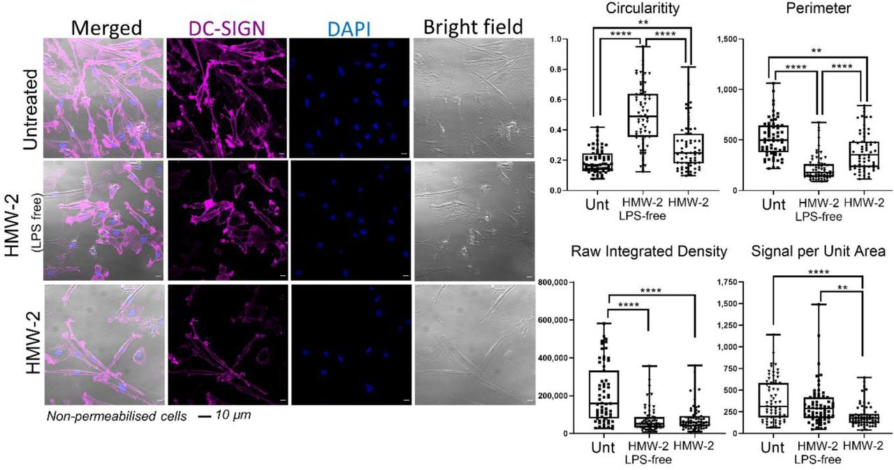 Changes in human dendritic cell morphology in the presence of biofilm-associated carbohydrate.HMW-2 (with and without LPS contamination) diluted in X-vivo-15 (10 µg/ml) were used to coat chambers of µ-slide VI 0.4 flow slides over night at 4°C. moDCs were added (5 × 105 cells per channel) and incubated for 24 h. Samples were then fixed and stained for DC-SIGN (magenta) and nucleus (DAPI, blue). The figure shows representative images from unpermeabilised samples. Permeabilised samples, including secondary antibody control are shown in Figure S10. Cells were analysed for changes in shape (Circularity Index), size (Perimeter) and DC-SIGN labelling intensity (Raw Integrated Density and Signal per Unit Area). Data derive from 3 independent experiments, 20 cells per experiment were analysed. Statistical significance assessed using Kruskal-Wallis test corrected for multiple comparison using a Dunn’s multiple comparison test.