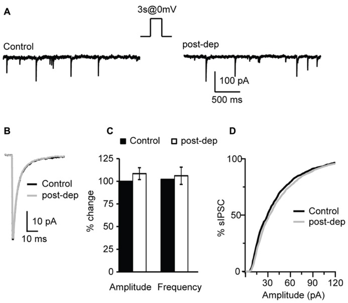 Depolarization of L4 pyramidal neurons does not affect sIPSCs. (A) Example traces of sIPSCs before (control) and immediately after the application of a 3 s long depolarizing pulse from -70 (holding potential) to 0 mV (post-dep). (B) Average sIPSC traces for the same experiment shown in (A). Black: control; gray: post-dep. (C) Group data of sIPSC amplitude, and frequency before (black, control) and immediately after (white, post-dep) depolarization. Data are expressed relative to Control to show fold changes. (D) Cumulative distribution of sIPSC amplitudes in Control (black) and after depolarization (white, post-dep). Data are presented as mean ± SEM.