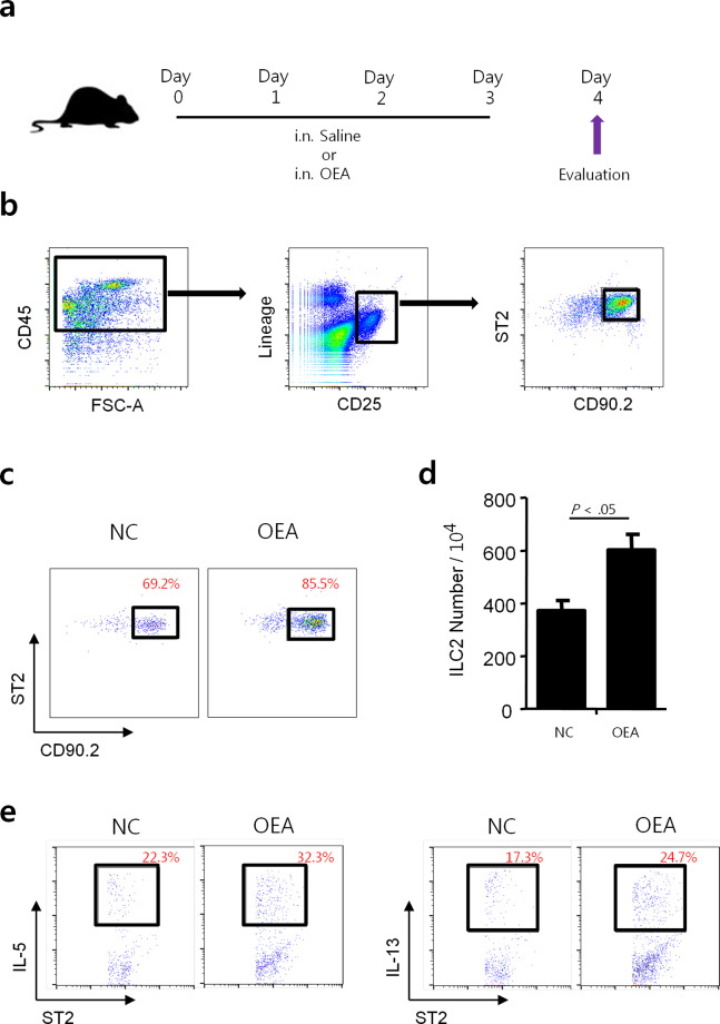 Changes in ILC2 activation in mouse lung tissues after OEA treatment.a Schematic of the experimental protocol for OEA treatment. b Gating strategy for lung-resident ILC2s. Flow cytometric analysis of ILC2s as defined by a lack of lineage markers and the expression of CD45, CD25, CD90.2, and ST2. c ILC2 (%). d The number of ILC2s per 104 cells. e Quantification of IL-5- or IL-13-producing ILC2s. The data are presented as the mean ± SD, n = 3. P values were analyzed by the Mann–Whitney test.