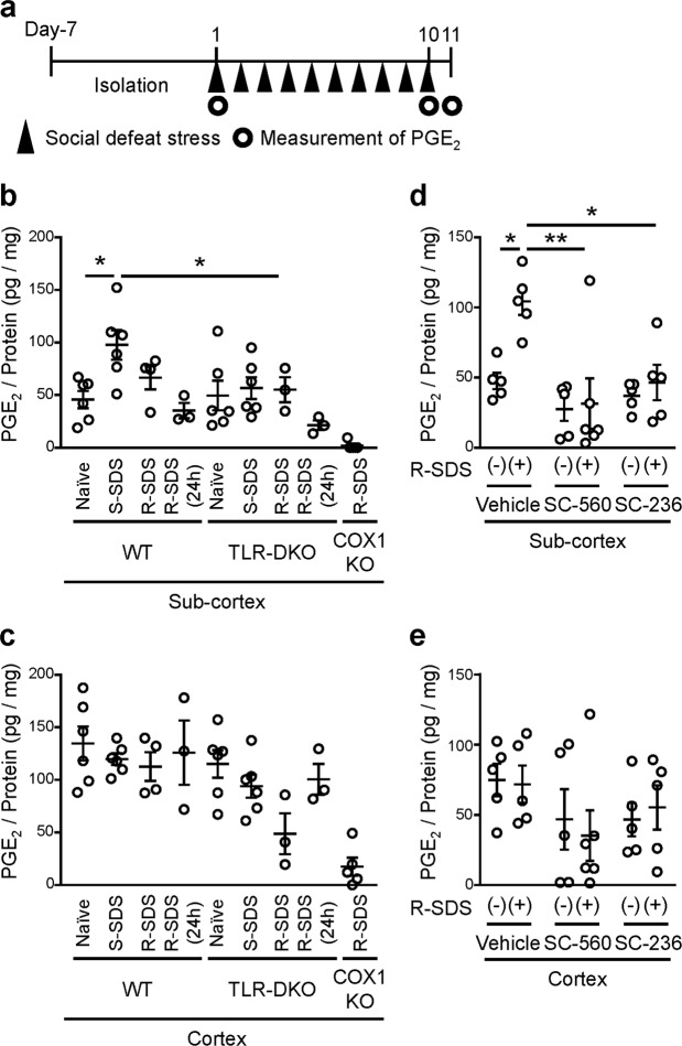 TLR2/4 are involved in COX-dependent PGE2 synthesis in subcortical tissues. (a) Schedule of experiments in this study. After social isolation for 1 week, a male wild-type or TLR-DKO mouse was subjected to SDS through an encounter with an ICR aggressor mouse for 10 min daily for 1 day (Day 1) or 10 consecutive days (Day 1 through Day 10). The PGE2 measurement was performed immediately after the SDS exposure on Day 1 or Day 10, or at 24 h after the last SDS exposure (i.e. on Day 11). (b,c) The PGE2 contents in subcortical (b) and cortical (c) tissues of wild-type (WT), TLR-DKO and COX1-KO mice without SDS (naïve), immediately after single SDS (S-SDS), and immediately and at 24 h after the last SDS session of repeated SDS (R-SDS). (d,e) The PGE2 contents in subcortical (d) and cortical (e) tissues of wild-type mice administrated with SC-560 and SC-236 that are COX1 and COX2 inhibitors, respectively, as well as vehicle without SDS and immediately after the last session of repeated SDS (R-SDS). *P < 0.05, **P < 0.01 for Bonferroni’s multiple comparisons test. Data are shown as means ± SEM.