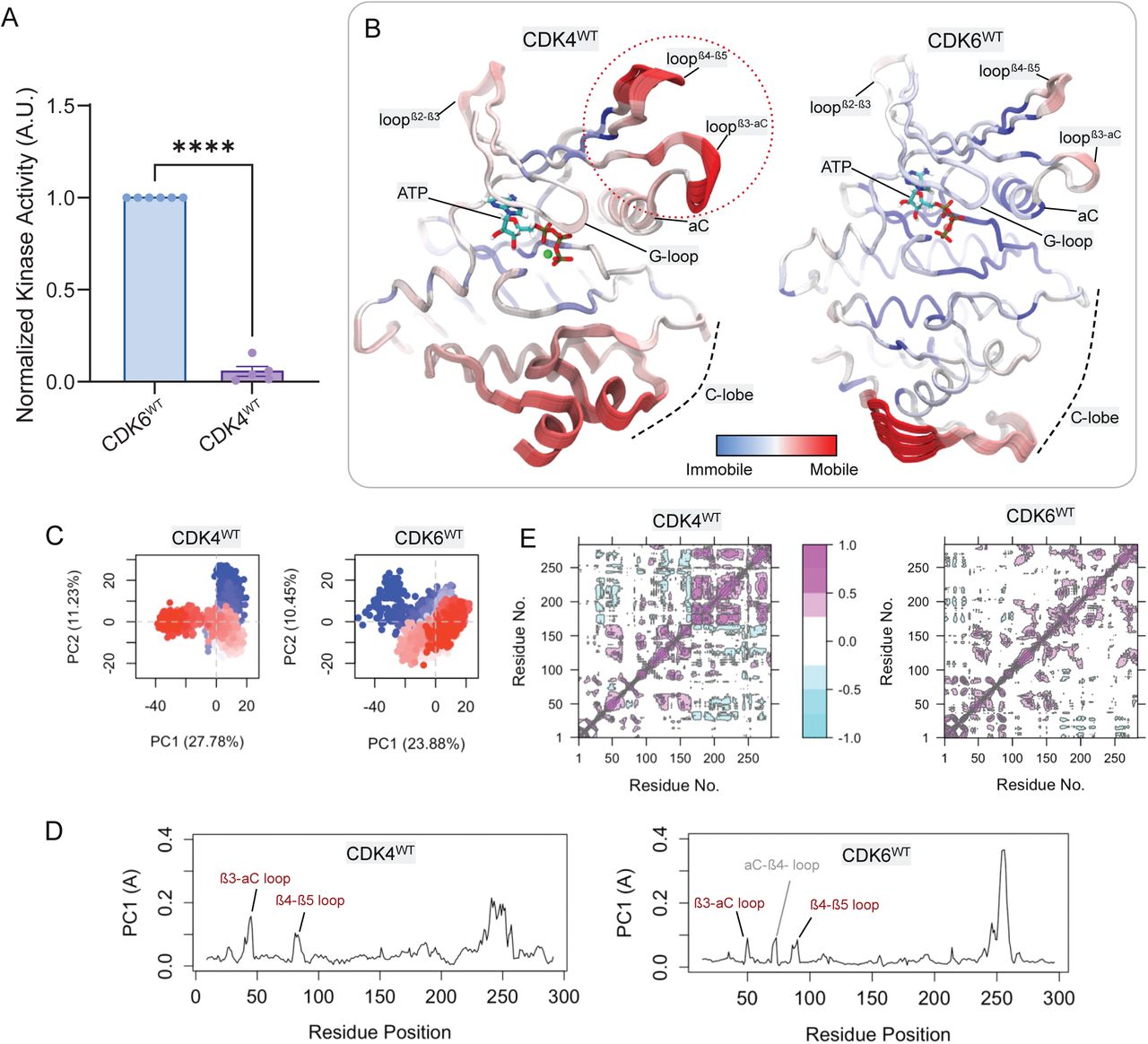 CDK6WT is more active than CDK4WT, in part due to its lower local dynamics in β3-αC and β4-β5, and G-loops.(A) Normalized kinase activity of cyclin D1-CDK6WT and cyclin D1-CDK4WT fusions toward RbC. (N = 5-6; ****P<0.0001)(B) Tube representations of the first principal component (PC1) from PCA of CDK4WT and CDK6WT. Color gradients represent mode mobility, from immobile (blue) to highly mobile (red). Notable dynamic regions include the β3-αC, β4-β5, and β2-β3, and G-loops. ATP is shown bound in the active site. The binding cyclins are not displayed for visual clarity.(C) PCA plot for the first and second principal component (PC1 and PC2) of CDK4WT and CDK6WT, show distinct clustering patterns. For CDK4WT, PC1 and PC2 account for 27.78% and 11.23% of the total variance, respectively. For CDK6WT, PC1 and PC2 explain 23.88% and 10.45% of the total variance, respectively. Each dot represents one snapshot from the trajectories in the plot. The color ranging from blue to red represents the trajectory frame from beginning to end.(D) PC1 loading plots for CDK4WT and CDK6WT. The fluctuation profiles identify regions of high conformational variability, particularly in the β3-αC and β4-β5 loops. β3-αC loop has more significant contribution to the PC1 than that of CDK6.(E) Dynamic cross-correlation maps for CDK4WT and CDK6WT. Positive correlations (magenta) and anti-correlations (cyan) highlight coupled motions between specific regions.