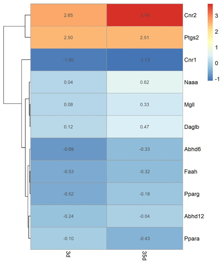 Validation of endocannabinoid-system gene remodeling in the mouse SCI cohort (GSE171441). Heatmap showing log fold-change (logFC) values of core endocannabinoid-system (ECS)-related genes at 3 days and 35 days after SCI relative to time-matched sham controls. Red indicates positive logFC values and blue indicates negative logFC values. Cnr2 showed marked upregulation at both 3 days and 35 days, whereas Cnr1 showed consistent downregulation. Ptgs2 showed positive logFC values at both time points, and Naaa and Daglb displayed stronger positive changes at 35 days than at 3 days.