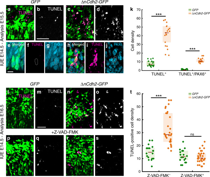Adherens junction disruption induces apoptosis in the prenatal neocortex.a–d Confocal images demonstrate that ΔnCdh2-GFP- (c, d) triggers increased cell death compared to control GFP-electroporation (a, b). e–g GFP-electroporated PAX6-expressing cells occasionally show TUNEL-labeling under control conditions. h–j Increased TUNEL-labeling density is observed in ΔnCdh2-electroporated samples. Scattered line encircles a still morphologically intact ΔnCdh2-electroporated, TUNEL-positive cell that has retained PAX6-immunostaining. k Density of TUNEL-positive and TUNEL/PAX6 double-positive cells after electroporation at E15.5 (both cases: two-sided Mann-Whitney U test, P < 0.0001; n = 22 samples from n = 3 animals per GFP electroporation, n = 21 samples from n = 3 animals per ΔnCdh2-GFP electroporation). l–o Two days after the elimination of adherens junctions show elevated cell death in the electroporated area (n, o). p–s The pan-caspase inhibitor Z-VAD-FMK prevents cell death induced by ΔnCdh2-GFP-electroporation. t Density of TUNEL-positive dead cells in the electroporated area (Kruskal–Wallis test with post hoc Dunn’s Test; ***P < 0.0001; ns = not significant, P ≈ 1; n = 18–18 sections from n = 3–3 animals per GFP and GFP + Z-VAD-FMK treatment; n = 30–30 sections from n = 4–4 animals per ΔnCdh2-GFP and ΔnCdh2-GFP + Z-VAD-FMK treatment). Graphs show box-and-whisker plots (including minima, maxima, and median values, lower and upper quartiles) with single values. Scale bars: a–d, l–s: 50 μm, e–j: 10 μm. Source data are provided as a Source Data file.