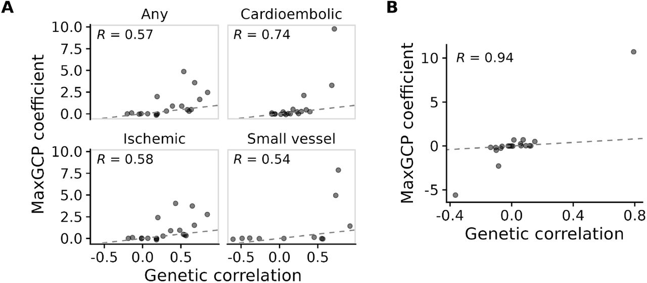 Genetic covariance vs MaxGCP coefficients in real data.Comparison of each feature phenotype’s genetic correlation with the target to the coefficient it received in the MaxGCP phenotype. A. MEGASTROKE phenotypes. B. Alzheimer’s disease. Each point represents a single feature phenotype. The y-axis represents the coefficient it received in the MaxGCP phenotype, while the x-axis represents the estimated genetic correlation between the target phenotype (i.e. stroke on the left, Alzheimer’s on the right) and the feature phenotype. Shown are the same features as in Figure 5 and Table 3.