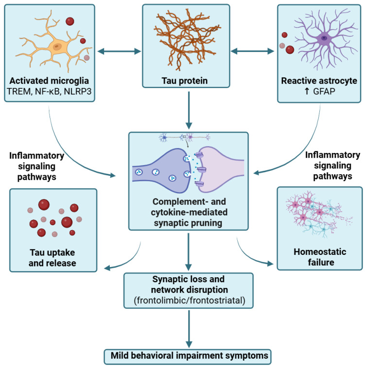 Neuroinflammation as a pathway linking tau pathology to early behavioral symptoms via synaptic dysfunction. Pathological tau accumulation activates microglia and astrocytes, establishing a bidirectional feed-forward loop that promotes tau aggregation and propagation. Microglia contribute to tau spread by taking up and releasing tau via extracellular vesicles, whereas inflammatory signaling pathways regulate tau toxicity and clearance. In parallel, synaptic pruning is driven by complement- and cytokine-mediated mechanisms, with both microglia and astrocytes actively engulfing pre- and postsynaptic elements. Astrocyte reactivity may also impair metabolic and homeostatic support for neuronal networks. These processes converge in synaptic loss and network disruption, particularly in frontolimbic and frontostriatal circuits, eventually leading to MBI-specific behavioral manifestations. Created with BioRender.com. Villa, C. (2026) https://BioRender.com/5rr28vy, accessed on 30 March 2026.