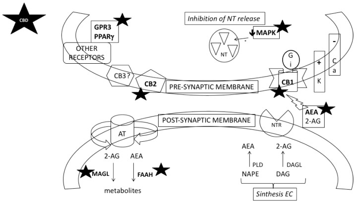 Components of cannabinoid synapsis modulated by CBD (★). The two main endocannabinoids (EC), anandamide (AEA) and 2-arachidonylglicerol (2-AG), are synthesized in the post-synaptic nerve terminal. AEA is produced by hydrolysis of N-arachidonyl phosphatidylethanolamine (NAPE) which is catalized by the enzyme phospholipase D (PLD). 2-AG is produced by the metabolism of diacylglicerol (DAG) by specific diacylglicerol lipases (DAGL). These EC act mainly through cannabinoid CB1 and CB2 receptors, although other receptors have been identified as targets of EC including a non-cloned CB3 receptor, GPR3, and the peroxisome proliferator activated-receptor gamma (PPARg). EC function as retrograde signalling molecules that inhibit the release of classical anterograde neurotransmitters (NT) by presynaptic terminals and binding with their receptor (NT receptor, NTR). After the activation of presynaptic CB1 receptors (by AEA or 2-AG), different signal transduction mechanisms are stimulated via G inhibitory proteins. EC reduce activity of protein kinases, as mitogen-activated protein kinase (MAPK), modulate ion channels (stimulation of potassium and inhibition of calcium channels) and inhibit NT release. The activity of endocannabinoids is limited by a transporter (AT) that reuptakes AEA and 2-AG into the post-synaptic cell. AEA is degraded by the enzyme fatty acid amidohydrolase (FAAH) and 2-AG is degraded by the enzime monoacylglicerol lipase (MAGL). CBD has been demonstrated to modulate anandamide signalling, CB1 and CB2 receptors, GPR3 and PPARg receptors and the activity of the enzymes FAAH and MAGL.
