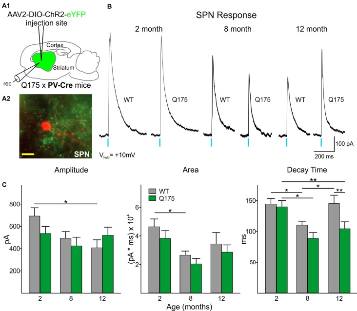 Optical activation of PV-expressing interneurons in Q175 and WT mice at three ages. (A1) Schematic of AAV injection site and recording area in Q175xPV-Cre mice. (A2) Confocal z-stack image of a biocytin-filled spiny projection neuron (SPN; red) that was recorded from a 15 months-old Q175 mouse. Processes expressing ChR2-eYFP can be seen surrounding the recorded cell. Scale bar = 20 μm. (B) Sample traces of evoked GABAergic responses in WT and Q175 SPNs from 2-, 8- and 12 months-old mice following optical activation of PV-expressing interneurons. (C) Summary of optically-evoked GABA response properties in WT and Q175 SPNs at 2 (WT n = 21, 10 mice; Q175 n = 22, 10 mice), 8 (WT n = 20, 15 mice; Q175 n = 16, 11 mice) and 12 months (WT n = 16, eight mice; Q175 n = 23, 13 mice). Significant differences were determined using two-way ANOVAs and appropriate post hoc analyses, where *p < 0.05 and **p < 0.01.