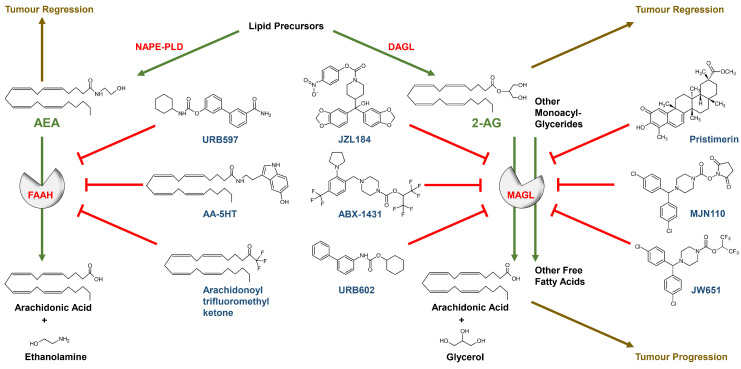 Chemical structures of selected FAAH and MAGL inhibitors, endocannabinoids and their degradation products. Green arrows: enzymatic activity; red blocking arrows: blockade of enzymatic activity; brown arrows/letters: functional influence on tumour development; red letters: enzymes; green letters: FAAH and MAGL substrates; blue letters: inhibitors of enzymes; black letters: starting compound of biosynthesis and metabolic end products of endocannabinoid degradation. For illustration purposes, only the most important enzymes are listed.