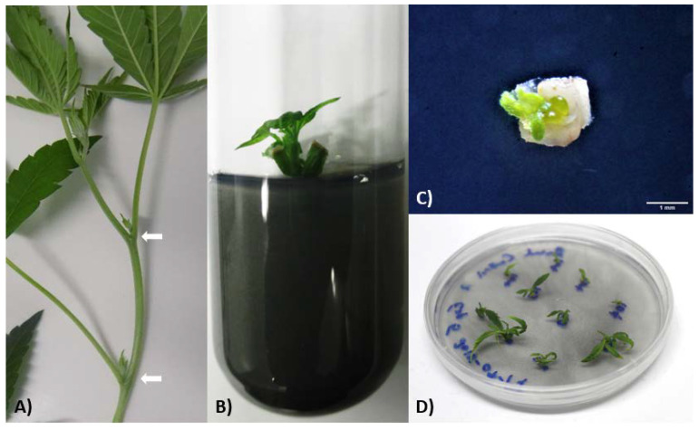 Visual representation of the micropropagation process conducted for Cannabis sativa in this study. (A) Stem cutting taken from a mother plant. Nodal segments were excised and used as starting material for micropropagation. (B) Surface-sterilized, 1-cm long nodal cutting inoculated on shoot initiation medium (one week since initiation). (C) Close-up of a micropropagated nodal segment recovering on recovery medium (one week since plating). (D) Nodal explants excised from four-week-old micropropagated plants and plated directly onto recovery medium (approximately four weeks since plating). White arrows denote axillary nodes located on mother plant cutting. Scale bar represents 1 mm.