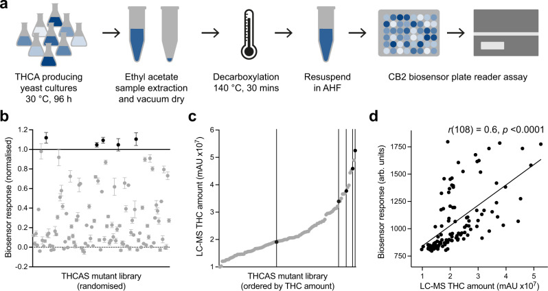 Screening a THCAS mutant yeast library for high producers.a Workflow for screening THC from microbial production using the yeast CB2 biosensor. AHF, acetonitrile/H2O/formic acid (80/20/0.05 %). b Screening a library of 108 THCAS mutant yeast strains for increased THCA production using the CB2 biosensor, highlighting five stains with increased THC titres over the unmutated THCAS (black). Experimental measurements are GFP levels per cell as determined on a plate reader and shown as the mean ± SD from two biosensor measurements of a single extracted sample. Measurements were normalised to no ligand (0, dotted line) and unmutated THCAS control (1, solid line). Samples with StDev > 5 % of the maximum signal were omitted (1/109 samples). c Relative quantification of THC from the 108 samples shown in b by LC-MS, highlighting the five strains identified as high producers using the CB2 biosensor (black). Experimental measurements are relative THC amounts (mAU) as determined by LC-MS and shown as individual values. d Correlation of the CB2 biosensor response with relative quantification of THC by LC-MS, demonstrating a Pearson’s correlation coefficient of 0.6, p (two-tailed) < 0.0001. Data are mean values from b and individual values from c for the 108 decarboxylated cell extracts. A straight-line curve was fitted using GraphPad Prism linear regression fit, R2 = 0.36.