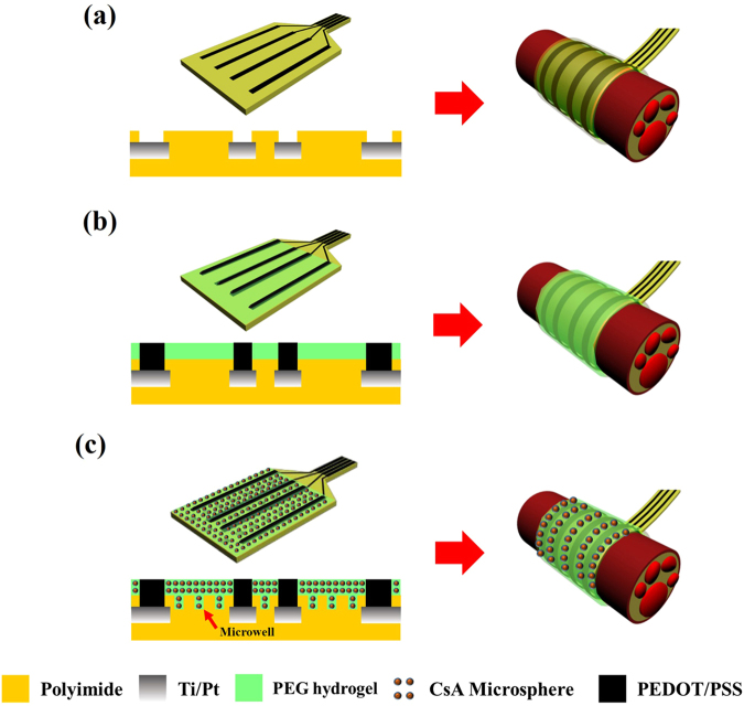 Schematic illustration of the fabrication and cross-sectional views of the multi-functional hydrogel coated recording electrode. (a) Polyimide Pt electrode (Con). (b) PEDOT:PSS electrode with PEG hydrogel (HP) and (c) microwell-type PEDOT:PSS electrode with CsA loaded microsphere-PEG hydrogels (HMP).