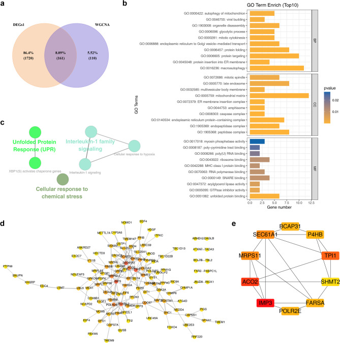 Identification of candidate genes. (a) WGCNA-DEGs1 Venn diagram. (b) GO enrichment circle plot: The outermost circle represents GO pathway IDs, while the second circle displays the gene count for each pathway. Red denotes upregulated genes, and blue represents downregulated genes. (c) KEGG enrichment results. Each node corresponds to a pathway and edges denote the number of shared genes between pathways. Node color indicates the enrichment status classification for each pathway. (d) Protein interaction network: Interactions between proteins are represented by lines, with blue nodes representing genes. (e) Top 10 genes interaction networks under the MNC algorithm