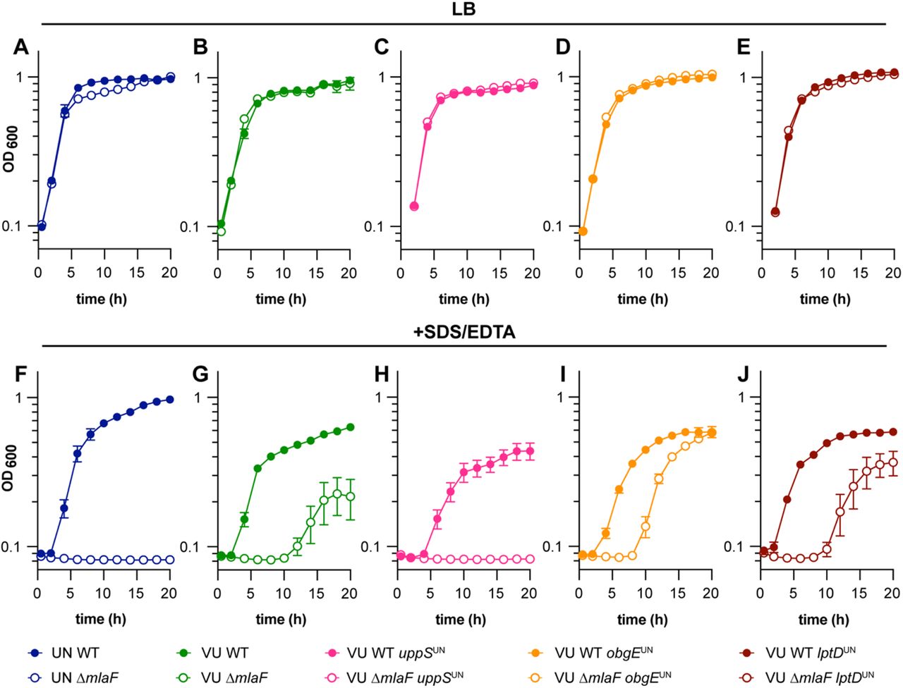 UppSUN protein variant results in increased membrane stress sensitivity in A. baumannii ATCC 17978 ΔmlaF mutants.(A to E) ATCC 17978 UN and VU WT, ΔmlaF, and isogenic mutant strains were grown in LB. (F to J) ATCC 17978 UN and VU WT, ΔmlaF, and isogenic mutant strains were grown in LB with 0.01% SDS and 0.175 mM EDTA. Data are means ± SEM, n=3.