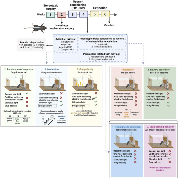Complete experimental protocol of our mouse model of operant WIN 55,212–2 intravenous self-administration.