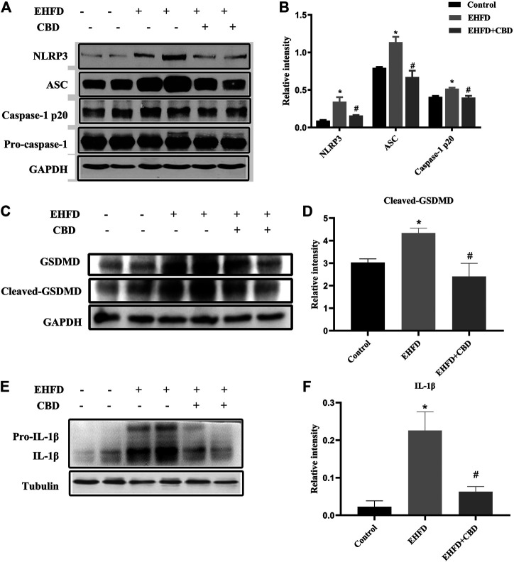 CBD treatment suppressed NLRP3 inflammasome activation and pyroptosis in EHFD-fed mice. Mice were fed ethanol plus high-fat high-cholesterol diet for 8 weeks with or without CBD treatment. Control mice were fed a standard chow diet. Western blot analyses of NLRP3, ASC, pro-caspase-1, and caspase-1 p20 (A). Quantification of expressions of NLRP3, ASC, and caspase-1 p20 (B). Western blot analyses of GSDMD and cleaved GSDMD (C). Quantification of relative expressions of cleaved GSDMD (D). Western blot analyses of IL-1β and pro-IL-1β (E). Quantification of expression of IL-1β (F). *p < 0.05 vs the control group; #p < 0.05 vs the EHFD group.