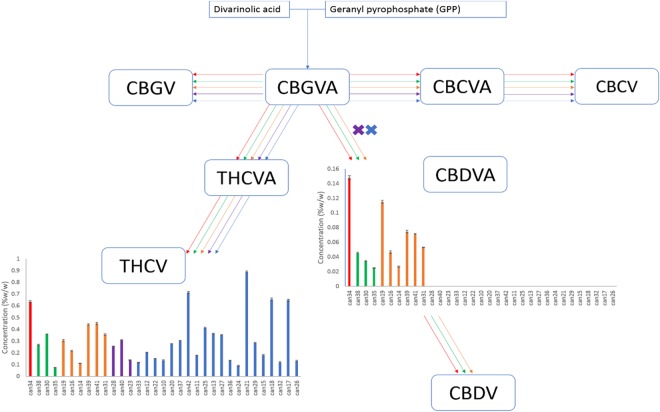 Biosynthetic pathway of cannabinoids originating from divarinolic acid and geranyl pyrophosphate. Graphs describe the cannabinoid contents within the 33 strains obtained arranged from lowest to highest total THC.