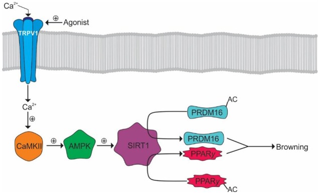 Browning of WAT by TRPV1 activation. Activation of TRPV1 results in Ca2+ influx and the subsequent activation of CaMKII. CaMKII facilitates the subsequent activation of AMPK and SIRT1 allowing the deacetylation of PRDM16 and PPARγ allowing their interaction and promotion of WAT browning.