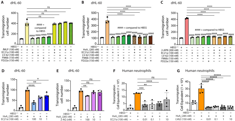 Activation of CB2R suppresses HxA3-induced neutrophil migration.Migration of dHL-60 cells induced by (A) 100 nM fMLP, (B) 285 nM HxA3, or (C) 200 nM of the TRPV channel agonist 2-APB compared to the control buffer addition (HBSS+/+) in the presence of the following CB2R agonists: 100 nM of positive allosteric modulator EC21a, 100 nM of orthosteric agonist LV-62, 150 nM of dual orthosteric agonist FM-6b, or 150 nM of dualsteric bitopic orthosteric/allosteric agonist FD22a. (D) EC21a and (E) 2-AG were tested for dose response to inhibition of HxA3-induced dHL-60 cell migration. Inhibition of HxA3-induced migration by EC21a (F) and LV-62 (G) appears not to be dose dependent in human neutrophils. Shown are representative results from a single donor [(F) and (G)] for at least three independent experiments. All migration studies (both dHL-60 cells and human neutrophils) were performed for 30 min at 37°C using Transwell filters. Data for dHL-60 cells are shown as means ± SEM for at least three independent experiments (n = 3). Statistical analysis performed by one-way ANOVA with Bonferroni correction for multiple comparisons. ****P < 0.0001; ***P < 0.001; **P < 0.01; *P < 0.05; ns, P > 0.05; ####P < 0.001 compared to negative control HBSS+/+.