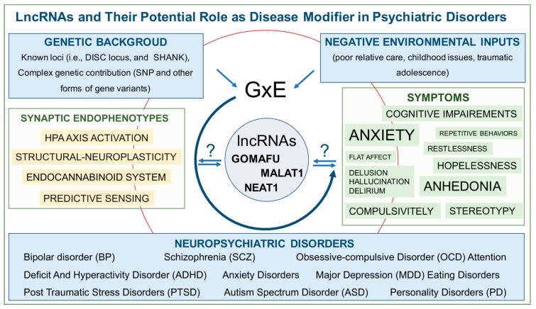 LncRNAs and their potential roles as disease modifiers in psychiatric disorders. Genome per environment (GxE)-related etiologic causes of mental illness entail molecular dysfunctions (endophenotypes) that impact synaptic function and cause a cluster of recurrent symptoms within different pathologic forms. The three better studied lncRNA, namely GOMAFU, NEAT1, and MALAT1, are implicated as disease-relevant factors. They could participate in pathologic manifestations directly, playing a role in pathophysiology, or could act as disease modifiers whose targeted modulation may represent a potential new strategy to ameliorate symptomatology. LncRNAs (Long non-coding RNAs); DISC locus (Disrupted in Schizophrenia locus); SNP (Single Nucleotide Polymorphism); HPA axis (Hypothalamic-Pituitary-Adrenal axis).