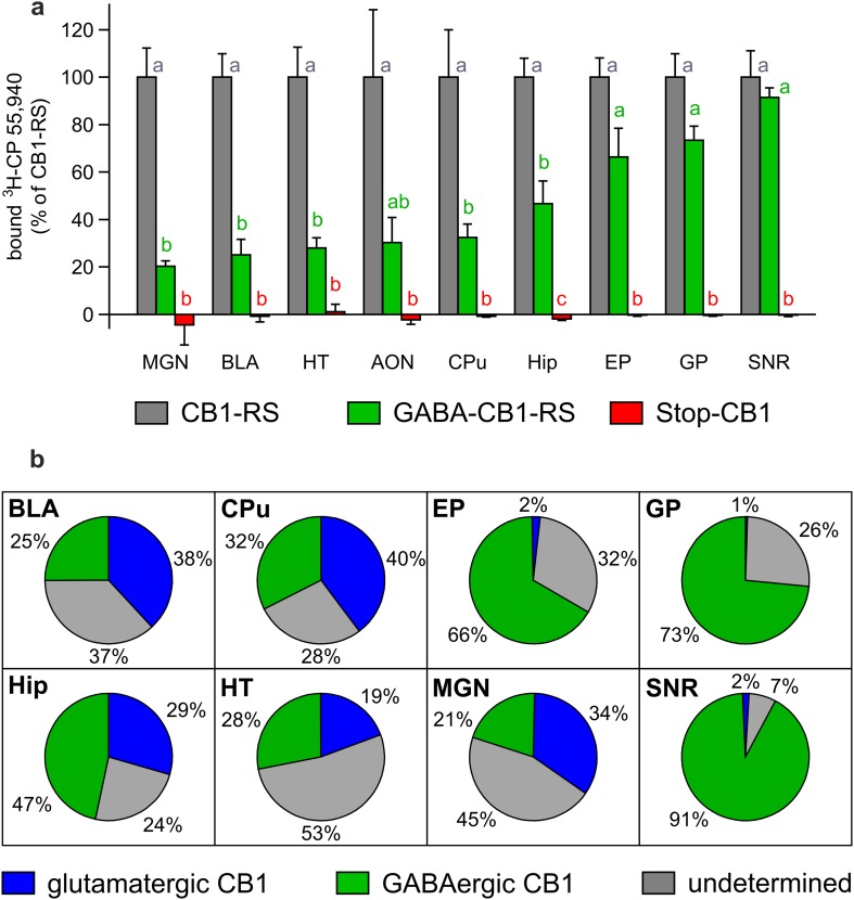 Relative contribution of two neuronal subpopulations to the total amount of functional CB1 receptor protein in various brain regions. a Quantification of signal intensity per brain region expressed relative to that in CB1-RS mice (n = 3 brains per group); values of columns labeled with the same letter (a–c) are not significantly different from each other in repeated measures ANOVA followed by simple effects analysis per brain region with Sidak correction; data are expressed as mean + SEM; details of statistical analysis in supplementary Table S2. b Agonist binding levels relative to those in CB1-RS controls, compared between Glu-CB1-RS (as determined in Ruehle et al. 2013 and supplementary Fig. S1) and GABA-CB1-RS (as determined in Fig. 2a) in eight brain regions. AON anterior olfactory nucleus (mean of 6 sections/animal in a), BLA basolateral amygdala (6), CPu caudate putamen (9), EP entopeduncular nucleus (7), GP globus pallidus (4), Hip hippocampus (10), HT hypothalamus (9), MGN medial geniculate thalamic nucleus (7), SNR substantia nigra (6). Blue agonist binding on dorsal telencephalic glutamatergic neurons; green agonist binding on forebrain GABAergic neurons; grey (undetermined) agonist binding not present on either dorsal telencephalic glutamatergic neurons or forebrain GABAergic neurons