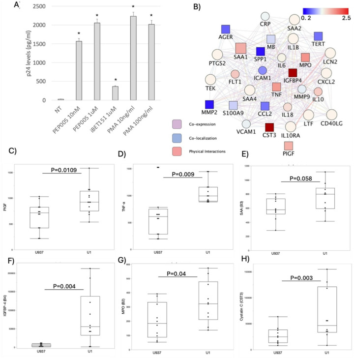 Confirmation of latency and characterization of the conditioned media.A) Levels of p24 measured by ELISA in supernatants from U1 cells that were not treated (NT), or treated with latency reversal agents PEP005, iBET151 and PMA at indicated concentrations. B) Network analysis of the conditioned media proteome measured by flow cytometry-based assays, showing the fold change comparison of vascular inflammation molecules between U1 and U937 conditioned media, where red shades indicate upregulation and blue shades indicate downregulation in U1 cells compared to U937 conditioned media. Squares indicate significant p values. (C-H) Protein levels in U937 and U1 conditioned media in pg/ml, normalized to standard curve. Dots indicate individual measurements, and expressed in mean ± SEM. C) PIGF, D) TNFa, E) SAA, F) IGFBP-4, G) MPO and H) Cystatin C. P values are indicated.