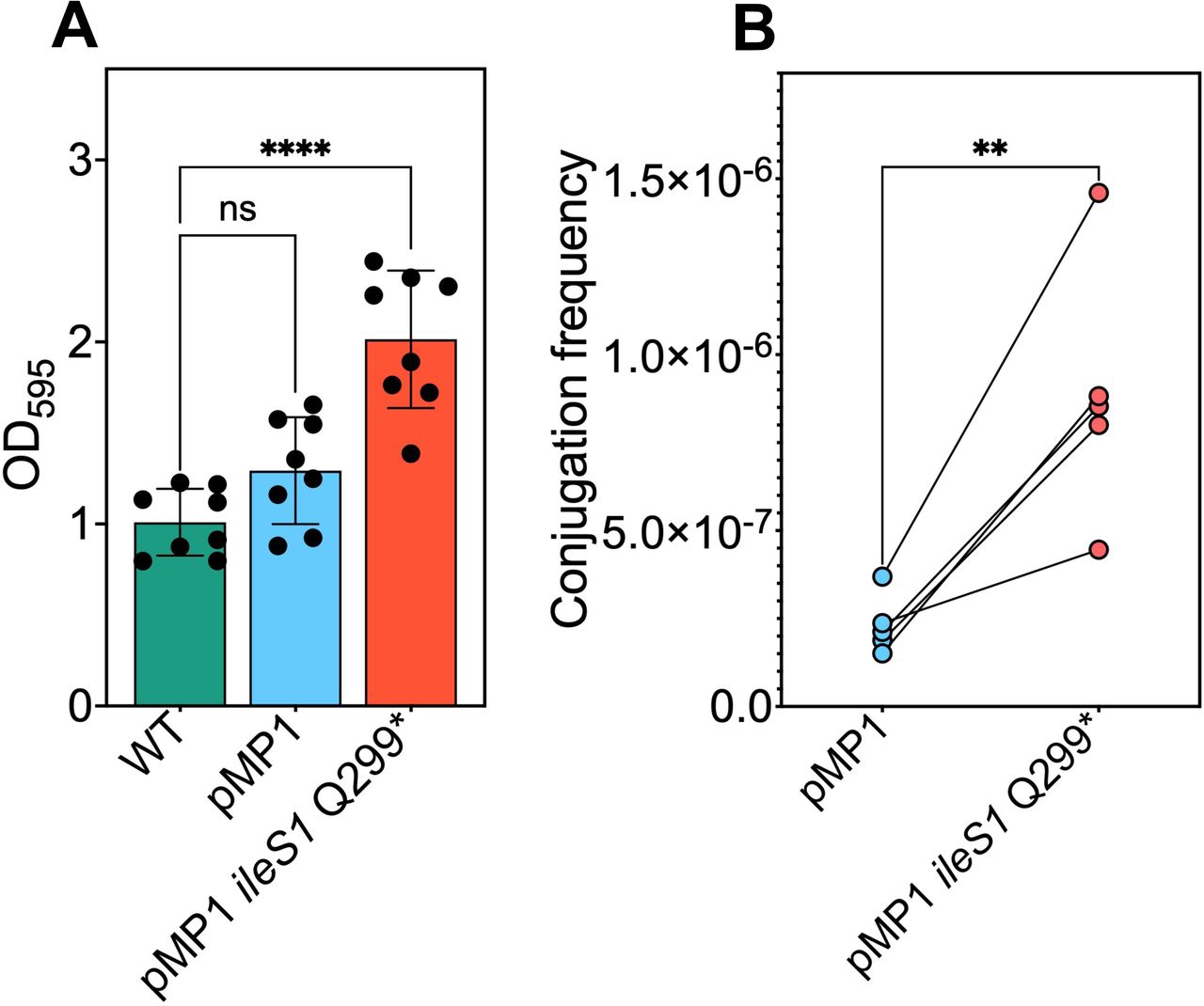 Effect of the mupA plasmid and chromosomal ileS1 inactivation on biofilm formation and plasmid transfer.(A) Biofilm production S. aureus LAC wild-type (WT; BS1158), the isogenic mupA plasmid-containing derivative (pMP1; BS1963), and the addicted pMP1 ileS1 Q299* mutant (BS2039). Biofilm biomass was quantified by crystal violet staining following 24 h of static growth and measured at OD600. Bars represent mean ± SD. Data are from 4 independent experiments. Statistical significance was determined by one-way ANOVA with Dunnett’s multiple-comparisons test; ****P ≤ 0.0001; ns, not significant. (B) Conjugative transfer of pMP1 by filter mating. Transfer frequencies were determined using either the parental LAC recipient strain (blue) or an isogenic pMP1-containing ileS1 Q299* recipient strain (red). Each point represents an independent experiment (n = 5); lines connect paired replicate experiments. Conjugation frequencies are expressed as transconjugants per recipient. Statistical significance was determined by unpaired Student’s t test; **P ≤ 0.01.