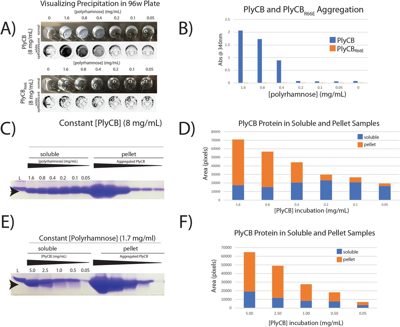 Precipitation studies of purified PlyCB and GAC reveal direct interaction of PlyCB with GAC. A) The PlyCB concentration is kept constant whilst the GAC concentration is varied. Visible precipitate forms at the higher concentrations. B) The precipitate level is measured spectrophotometrically at 340 nm and compared to the mutant PlyCBR66E, which does not bind the GAC. C) Coomassie stained and D) densitometry analysis of PlyCB protein from the supernatant fraction and aggregates (pellets). E, F) The same dose dependency is observed when the PlyCB concentration is varied. Arrowhead depicts PlyCB protein at 8 kDa.
