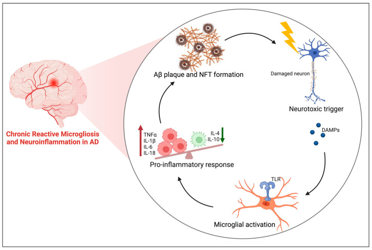 Schematic representation of chronic neuroinflammation in AD and the positive-feedback loop-like response of AD pathological markers promoting reactive microgliosis. Aβ and NFTs induce neuron death triggering the release of DAMPs. These molecules bind to the TLRs on microglia and shift their phenotype to an activated state, initiating the process of microgliosis and subsequent release of proinflammatory cytokines. In chronic neuroinflammation and AD, microgliosis and elevated levels of proinflammatory cytokines then promote the formation of Aβ plaques and NFTs through alterations to crucial molecular signalling pathways and reduced degradation mechanisms [49,53,54,55]. Aβ: amyloid beta; NFT: neurofibrillary tangles, DAMPs: damage-associated molecular patterns; TLR: Toll-like receptor; TNFα: tumour necrosis factor α; IL-: interleukin-. Created using BioRender.com.
