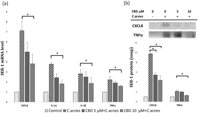 CBD modulates inflammatory cytokine expression in SEB-1 cells exposed to C. acnes. SEB-1 cells were treated with CBD at concentrations of 0 µM, 5 µM, and 10 µM in the presence of C. acnes to assess changes in inflammatory cytokines. (a) Quantitative real-time PCR validated reduced mRNA expression levels of CXCL8, IL-1α, IL-1β, and TNFα post-CBD treatment compared to the untreated control. (b) Western blot analysis quantified protein levels of CXCL8 and TNFα. Quantified data were graphically represented, showcasing decreased protein levels in response to CBD treatment. CBD, cannabidiol; C. acnes, Cutibacterium acnes. *, P < 0.05