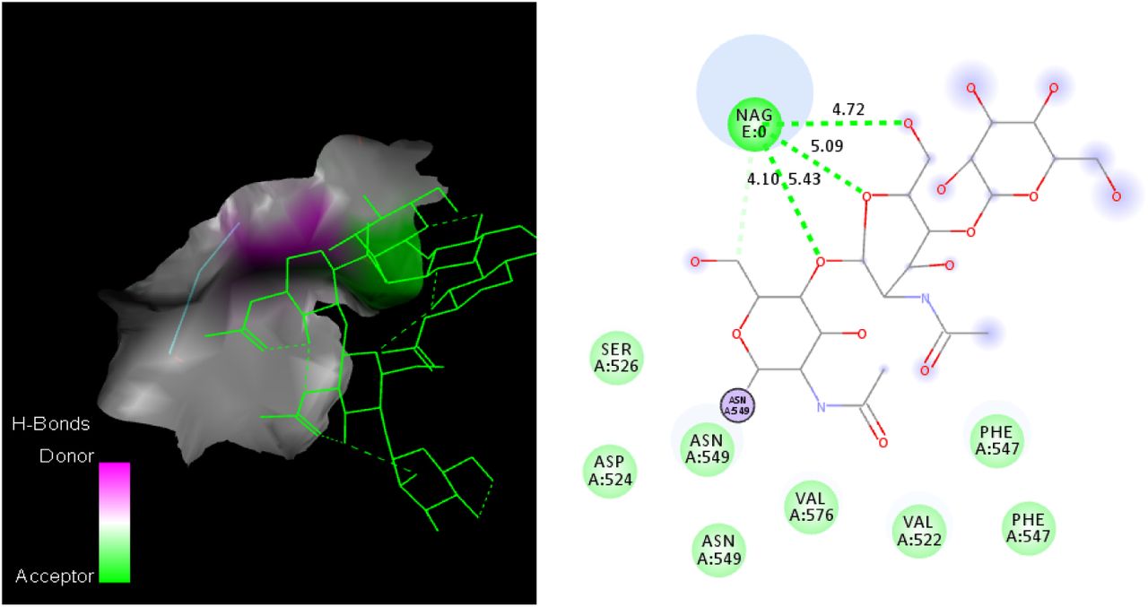 Molecular interactions in the protein-ligand complex. (a) Hydrogen bonding network between NAG and key residues (SER A:526, ASN A:549, VAL A:576, PHE A:547) with bond distances (Å). (b) Structural overview showing the spatial arrangement of interacting residues around the NAG moiety.