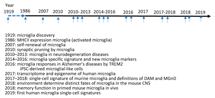 The main discoveries about microglia biology during the last one hundred years.