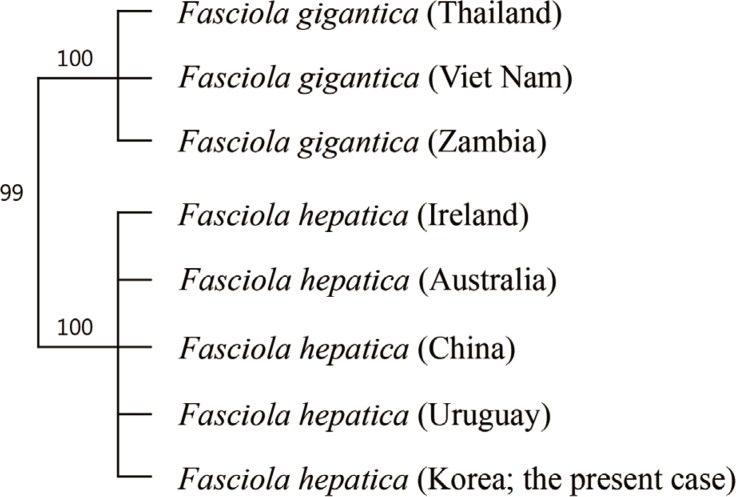 A phylogenetic tree based on ITS-1 gene sequences exploring the relationships among our specimen (F. hepatica; Korea), F. hepatica (GenBank), and F. gigantica (GenBank). Note that our specimen and F. hepatica in GenBank have 100% homology, whereas ours and F. gigantica have 99% similarity.