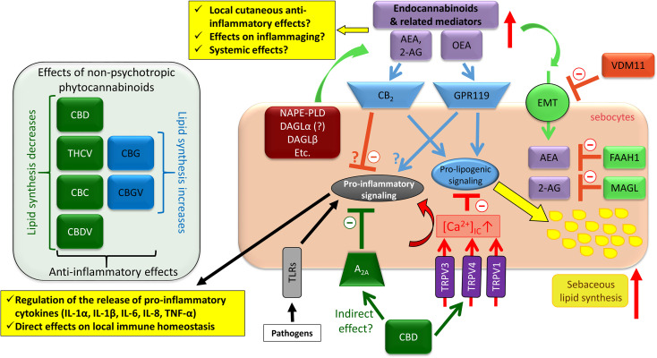 Overview of the effects of the complex cannabinoid signaling on human sebocytes. Sebocytes are able to metabolize endocannabinoids, and express multiple cannabinoid responsive receptors that contribute to the regulation of several aspects of the biology of human sebaceous glands. Importantly, via releasing various cytokines/chemokines as well as controlling the local anti-inflammatory endocannabinoid tone, sebocytes may be capable of shaping cutaneous immune responses. Note that besides CBD, THCV, CBC, and CBDV could also suppress excessive sebaceous lipogenesis, whereas CBG and CBGV induced a moderate increase in the lipid synthesis, and all tested phytocannabinoids were shown to exert anti-inflammatory effects. 2-AG, 2-arachidonoylglycerol; A2A, adenosine 2A receptor; AEA, anandamide; CBC, (-)-cannabichromene; CBD, (-)-cannabidiol; CBDV, (-)-cannabidivarin; CBG, (-)-cannabigerol; CBGV, (-)-cannabigerovarin; DAGL, diacylglycerol lipase; eCB, endocannabinoid; EMT, endocannabinoid membrane transporter; FAAH, fatty acid amide hydrolase; GPR, G protein-coupled receptor; IL, interleukin; MAGL, monoacylglycerol lipase; NAPE-PLD, N-acyl phosphatidylethanolamine-specific phospholipase D; OEA, oleoylethanolamide; PPAR, peroxisome proliferator-activated receptor; THCV, (-)-Δ9-tetrahydrocannabivarin; TLR, toll-like receptor; TNF, tumor necrosis factor; TRPV, transient receptor potential ion channels, vanilloid subfamily; VDM11, a pharmacological inhibitor of EMT.