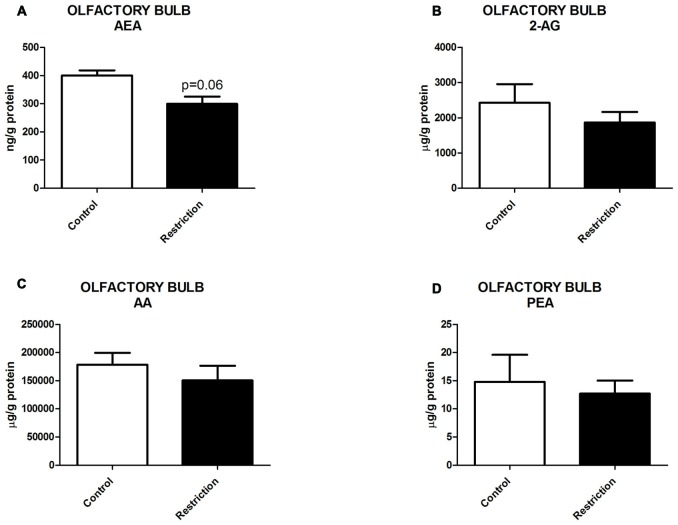 Endocannabinoid and NAE levels in the olfactory bulb of male offspring at birth. (A) Anandamide (AEA), (B) arachidonoylglycerol (2-AG), (C) Arachidonic acid (AA) and (D) palmitoylethanolamide (PEA) in the olfactory bulb of male offspring from control dams (open bars) and calorie-restricted dams (solid bars) at birth. Values are expressed as mean ± SEM.