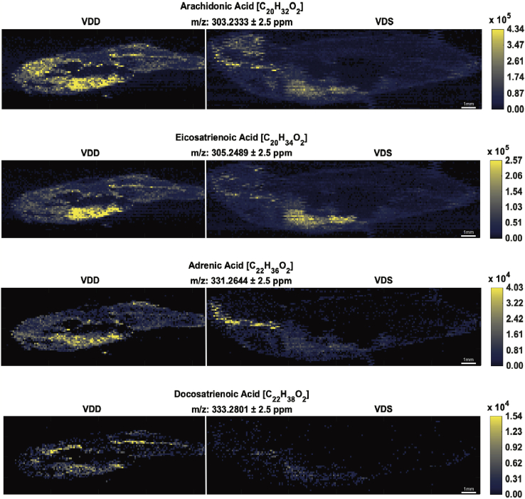 MSiReader images representing a select group of EC precursors detected in negative ionization mode. Fish are in anterior to posterior, dorsal to ventral orientation. Each image contains two male zebrafish at 6 mpf: a VDD fish (left) followed by a VDS fish (right). All ions were significantly (∗P ≤ 0.1; ∗∗P ≤ 0.05) more abundant (2-fold or greater) in VDD fish than VDS fish. ∗See also Table 1.