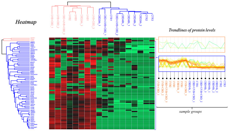 Heat map and clustering for significant proteins from the following groups: CTR—control cells cultured with standard medium (n = 3); CBD(48 h)—cells cultured in medium containing CBD (4 µM) for 48 h (n = 3); CBD(24 h)—cells cultured in medium containing CBD (4 µM) for 24 h (n = 3); UVB—cells irradiated with UVB (312 nm) at 60 mJ/cm2 (n = 3); CBD + UVB + CBD—cells cultured in medium containing CBD (4 µM) for 24 h before and after UVB irradiation (n = 3); UVB + CBD—cells cultured in medium containing CBD (4 µM) for 24 h after UVB irradiation (n = 3).