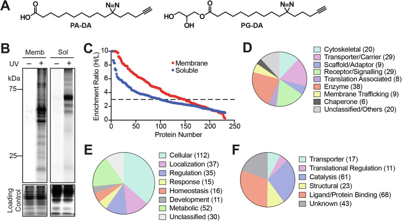 Validation of the PG-DA probe in the mouse brain proteome.A Chemical structures of the palmitic acid-diazarine-alkyne (PA-DA) and 1-palmitoyl-glycerol-diazarine-alkyne (PG-DA) probes used in this study. B A representative fluorescence gel from an in-gel chemoproteomics experiment showing the UV-dependent photocrosslinking of the PG-DA probe (500 μM, 6 mins of UV exposure) to proteins from the membrane (memb) and soluble (sol) proteomes prepared from the mouse brain. Coomassie staining was used to ensure equal loading in this experiment. This experiment was done three times with reproducible results each time. C A LC-MS/MS based chemoproteomics experiment showing enrichment ratio (heavy:light; H:L) of the total proteins identified from the UV-dependent photocrosslinking of the PG-DA probe (500 μM, 6 mins of UV exposure) from the membrane and soluble proteomes prepared from the mouse brain. Each data point represents the mean of the enrichment ratio obtained for the respective protein from two or three biological replicate for a particular proteomic fraction, based on the defined filtering criteria for this proteomics experiment. The horizontal dotted line denotes an enrichment ratio ≥ 3, and proteins having an enrichment ratio above this threshold were considered enriched by the PG-DA probe, and taken forward for subsequent analysis. Complete details for all the proteins can be found in Supplementary Data 1. D–F Categorization of proteins enriched by the PG-DA probe from the mouse brain proteome based on the Panther database categorization into different: (D) protein classes; (E) biological processes involved in; and (F) known molecular functions.