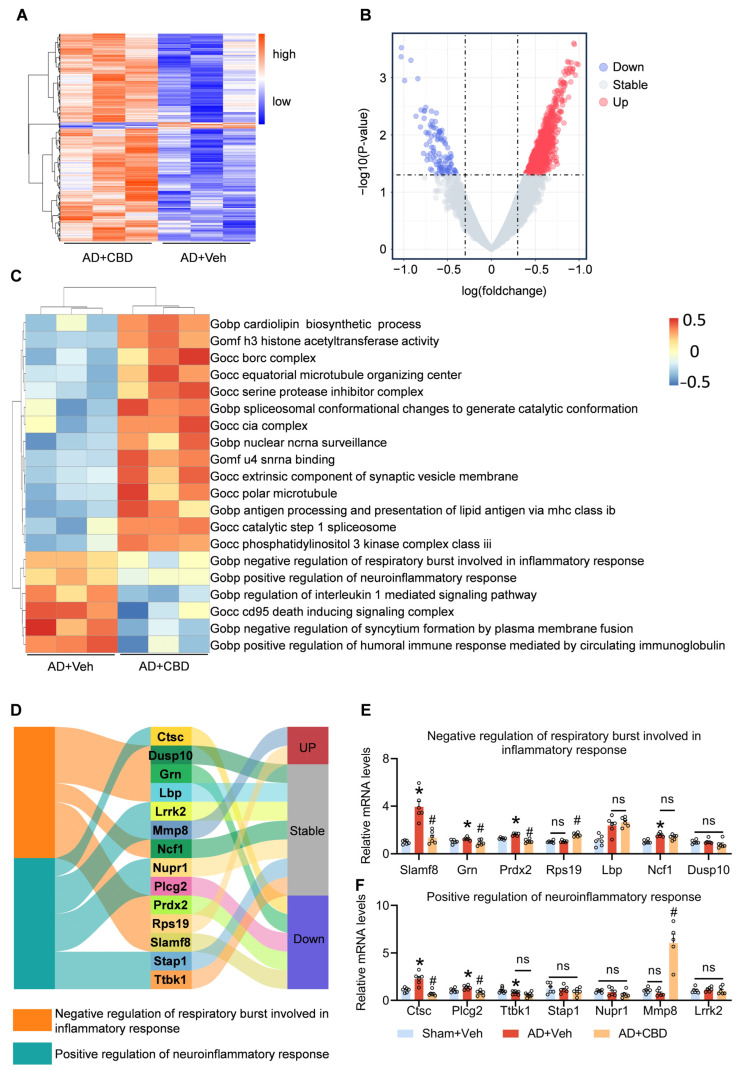 Revealing the underlying mechanisms of CBD’s anti-inflammatory effects. (A) Heatmap of DGEs in CBD-treated Aβ1–42-induced mice and Aβ1–42-induced mice. (B) Volcano plot of differentially expressed GO pathways in CBD-treated Aβ1–42-induced mice compared to Aβ1–42-induced mice. (C) Heatmap of the result of GSVA in CBD-treated Aβ1–42-induced mice and Aβ1–42-induced mice. (D) Sankey image showing the result of the gene expression related to the inflammation pathways. (E) Quantified image showing the mRNA expression levels of genes in the negative regulation of respiratory bursts involved in the inflammatory response pathway. (F) Quantified image showing the mRNA expression level of genes in the positive regulation of the neuroinflammatory response pathway. Data are shown as mean ± SEM (n = 3). * p < 0.05 vs. sham+Veh group; # p < 0.05 vs. AD+Veh group, ns: not significant.