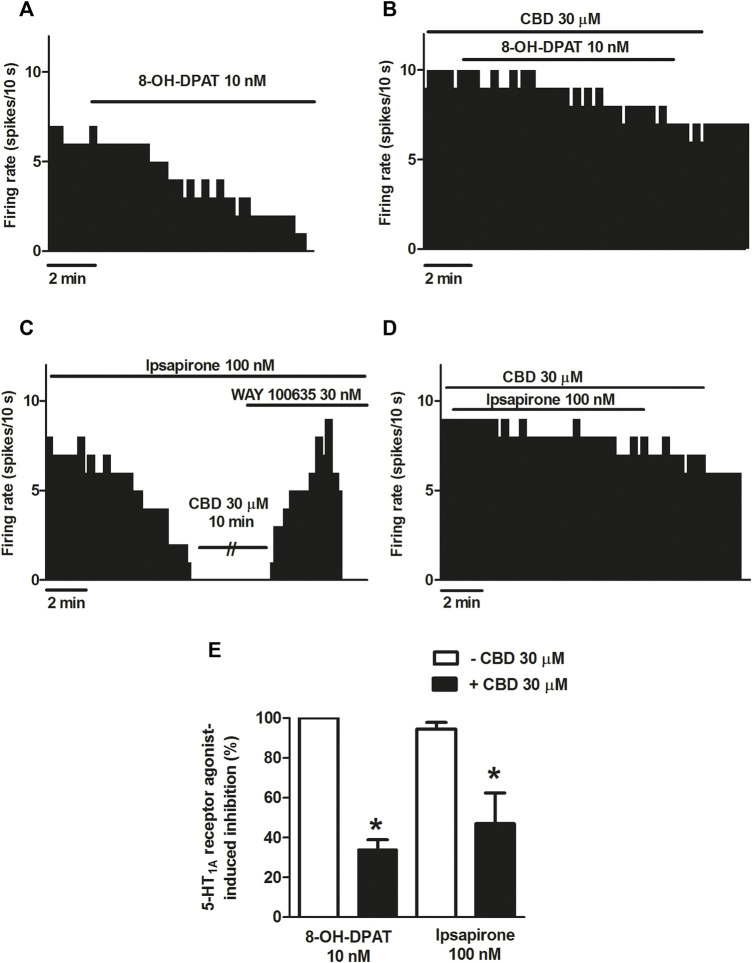 Effect of CBD on the selective 5-HT1A receptor agonist-induced inhibition of the firing activity of DRN 5-HT cells. (A–D) Representative examples of firing rate recordings from DRN cells, which show the inhibition of the firing activity of 5-HT neurons by 8-OH-DPAT (10 nM) (A), the blockade of 8-OH-DPAT (10 nM)-induced inhibition by CBD (B), the inhibition of the firing rate of DRN 5-HT cells by ipsapirone (100 nM) and the effect of CBD (30 μM) or the 5-HT1A receptor antagonist WAY100635 (30 nM) on that inhibition (C), and the blockade of the effect of CBD on the inhibition of the firing activity of DRN 5-HT neurons induced by ipsapirone (100 nM) (D). Vertical lines refer to the integrated firing rate values (spikes per 10 s), and the horizontal lines represent the time scale. Drugs were perfused at the concentration and for the time indicated by the horizontal bars. (E) Bar histograms showing the percentage of inhibition from the basal firing rate (mean ± SEM) induced by 8-OH-DPAT (10 nM) and ipsapirone (100 nM) in the absence (n = 5 and n = 13, respectively) and presence of CBD (30 μM, n = 6 and n = 10, respectively). *p < 0.05 compared with the inhibition induced by 8-OH-DPAT (10 nM) or ipsapirone (100 nM) in the absence of CBD (30 μM) by unpaired Student’s t-test.